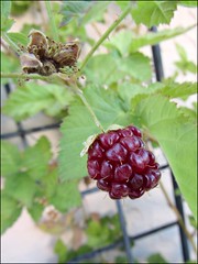 Berries in June