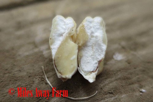 Vadido Hopi white corn dent