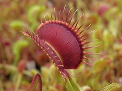 Sample Imagery from Carnivorous Plants and their Habitats (20)