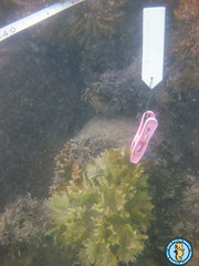Dead Coral with Algae