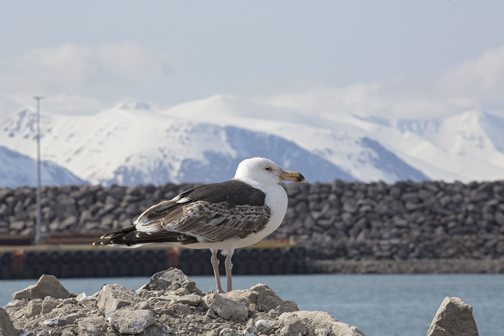 Great Black-backed Gull       Iceland