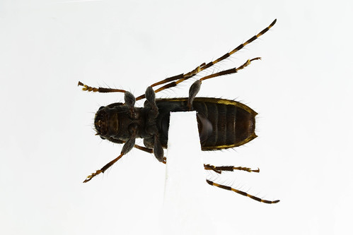 ヒトオビアラゲカミキリ　Rhopaloscelis unifasciatus Blessig, 1873-2-2