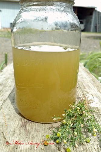 Pineappleweed Liqueur