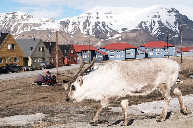 Unexpected visitor in Longyearbyen, Svalbard