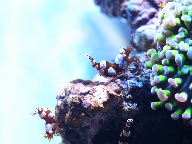 P5315559 性感蝦 榔頭珊瑚