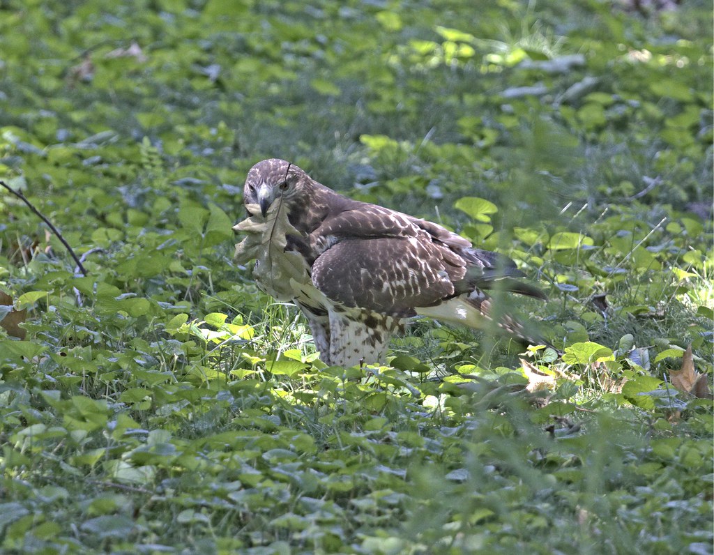 Hawk playing with leaves