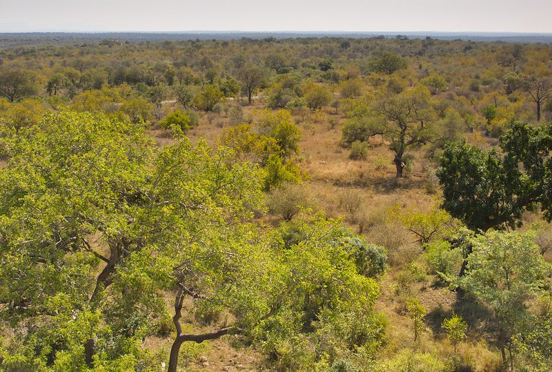 KRUGER: De Skukuza a Satara. Entre ornitólogos y guepardos - Por el norte de SUDÁFRICA. Montañas, playas, fauna y sus gentes (9)