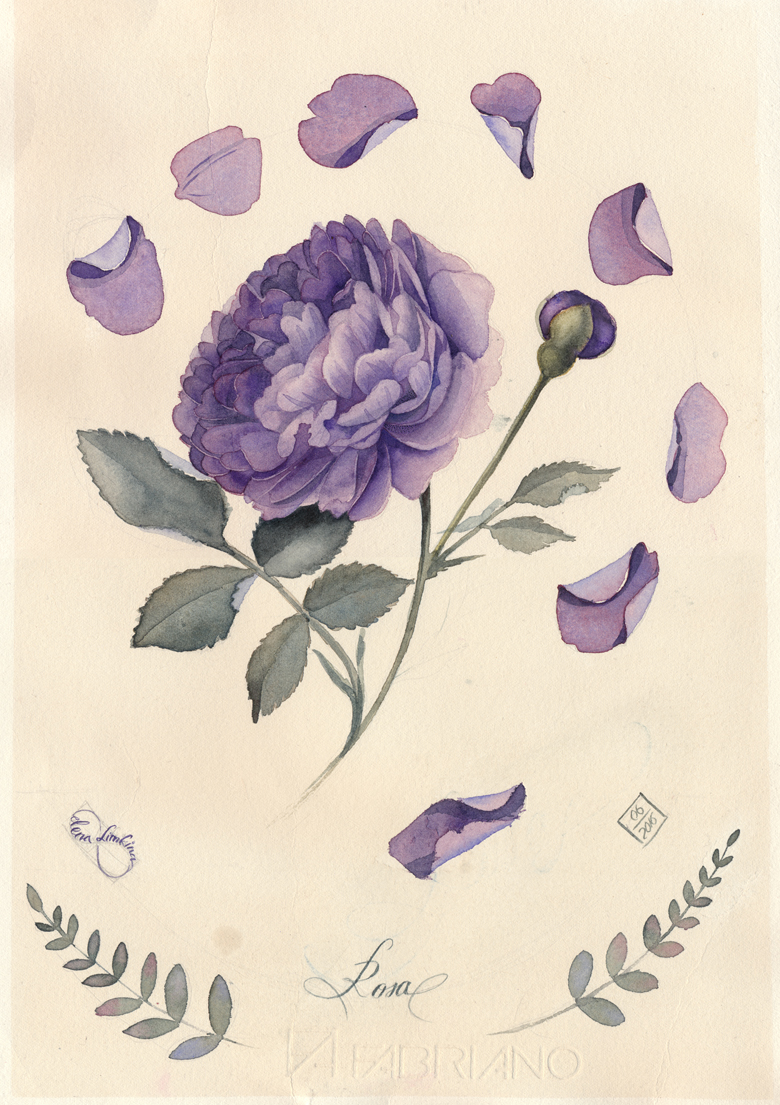 Rose (violet)_780