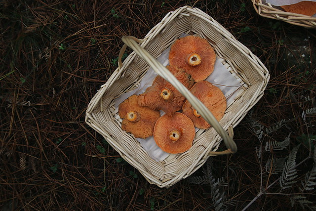 Mushroom foraging / YFM x Kinfolk