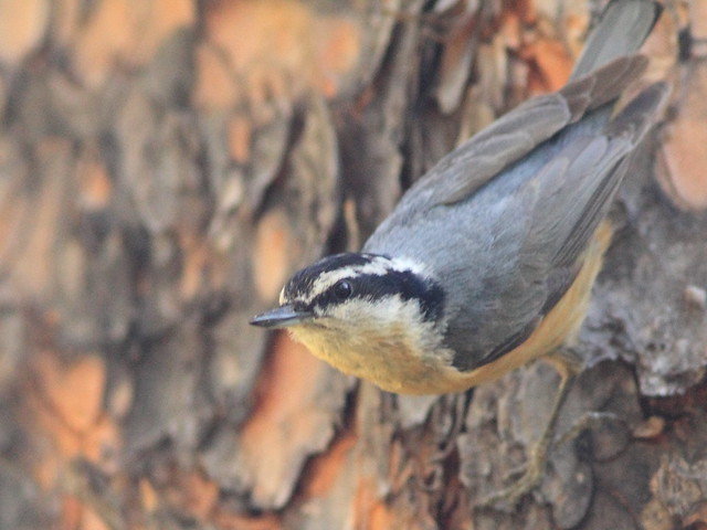 Red-breasted Nuthatch 02-20160616