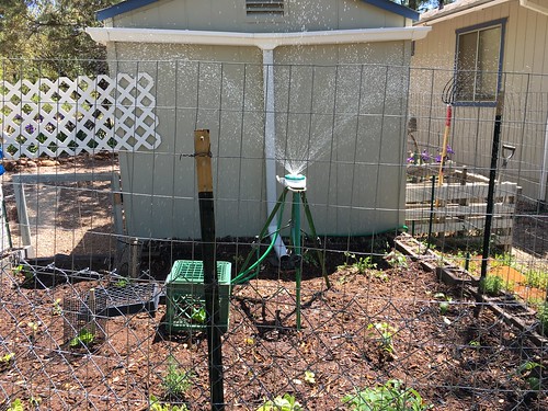 Checking the Garden Irrigation - The sprinkler is on a ...