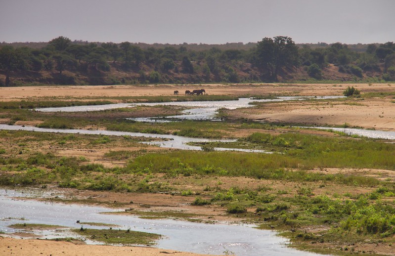 Kruger: Olifants, Letaba y salida por Phalaborwa - Por el norte de SUDÁFRICA. Montañas, playas, fauna y sus gentes (11)