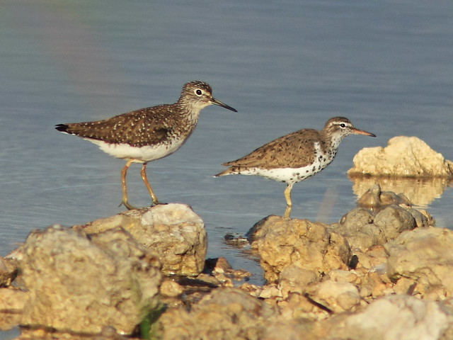 Solitary and Spotted Sandpipers 20150416