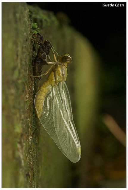 霜白蜻蜓中印亞種 Orthetrum pruinosum neglectum (Rambur, 1842)