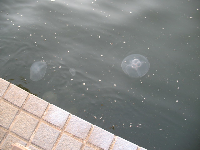 Meduze in Tokyo Sumida river