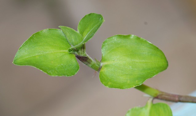 Commelina benghalensis - herbe à cochon 27528168012_e9449b2d02_z