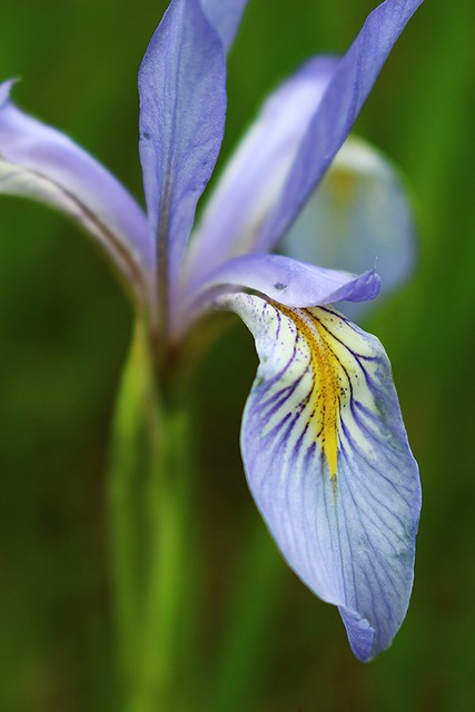 Rocky Mountain iris / Western Blue Flag
