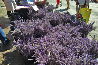 Eat Well Farms - Fresh lavenders for sale
