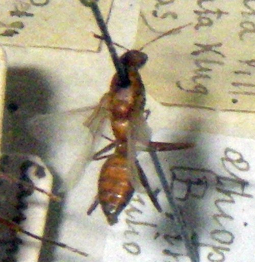 Camponotus aethiops 27075241684_2b7d0b72ed_o