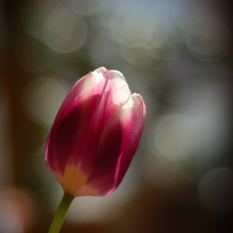 Eine Tulpe mit Bokeh
