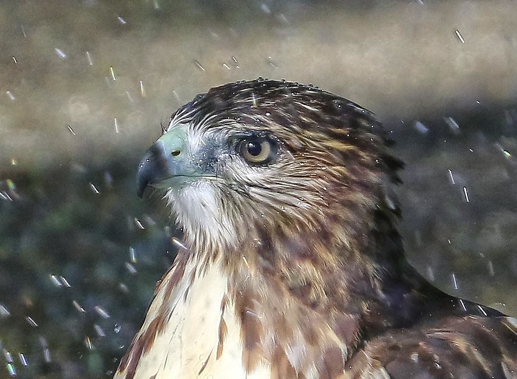 Hawk taking a shower