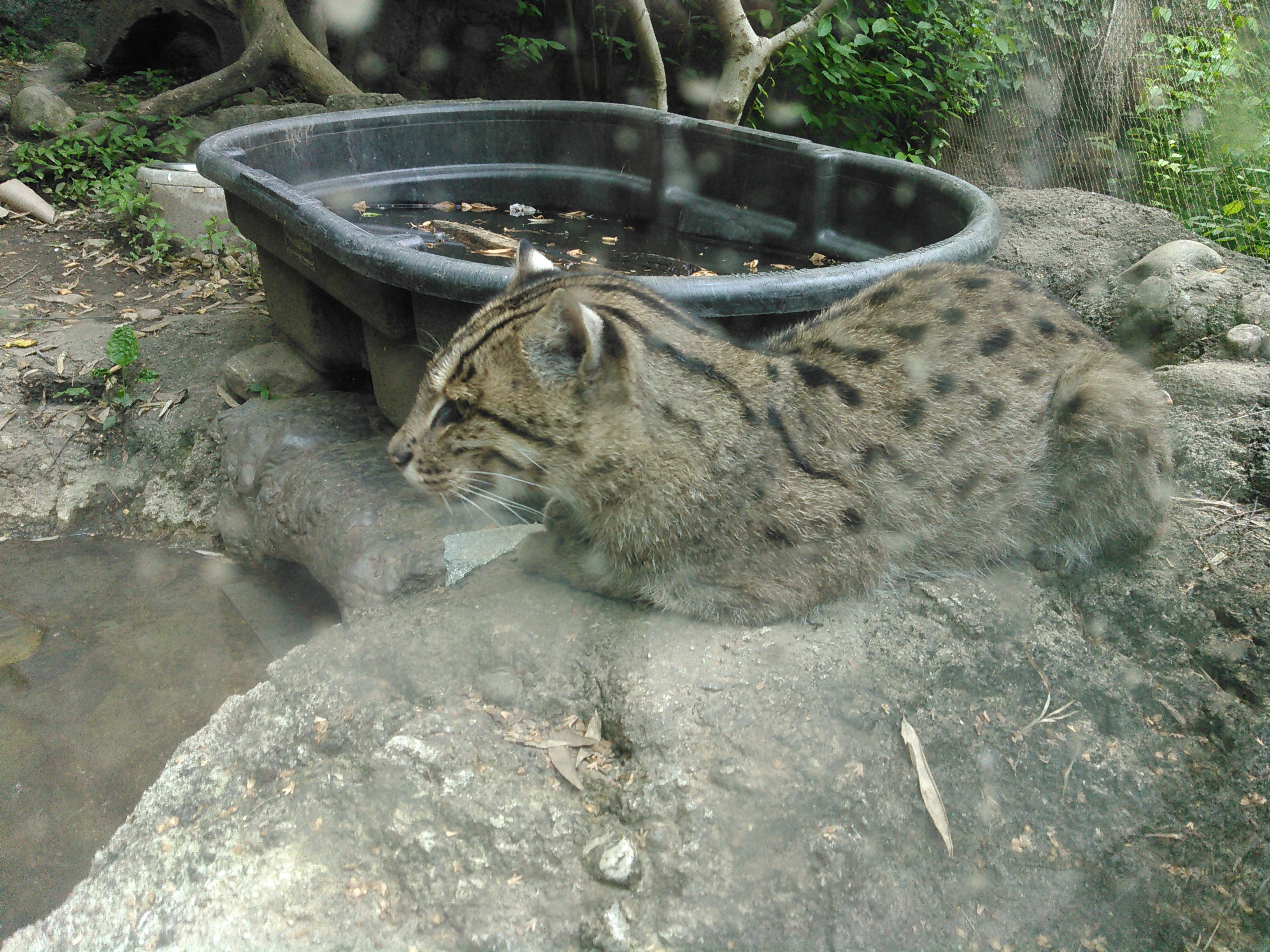Fishing Cat at the National Zoo