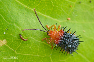 Spiky leaf beetle (Dactylispa sp.) - DSC_7537