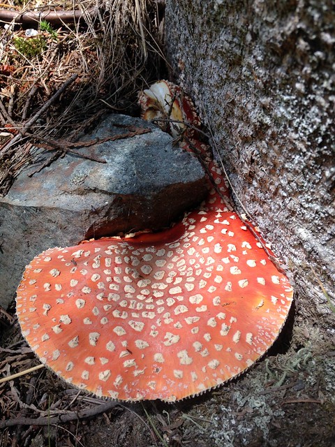 Toad's Stool