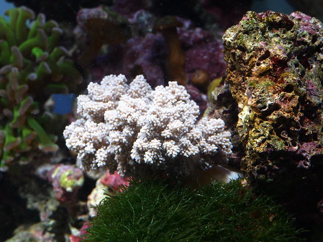P5043881 白穗軟珊瑚(Nephthea chabroli Audouin)