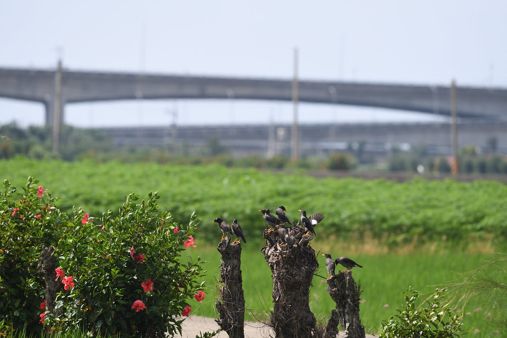 DSC_1455_781