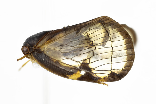 スケバハゴロモ　Euricania facialis Melichar, 1898-3-3