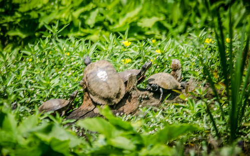 Lake Connestee Turtles