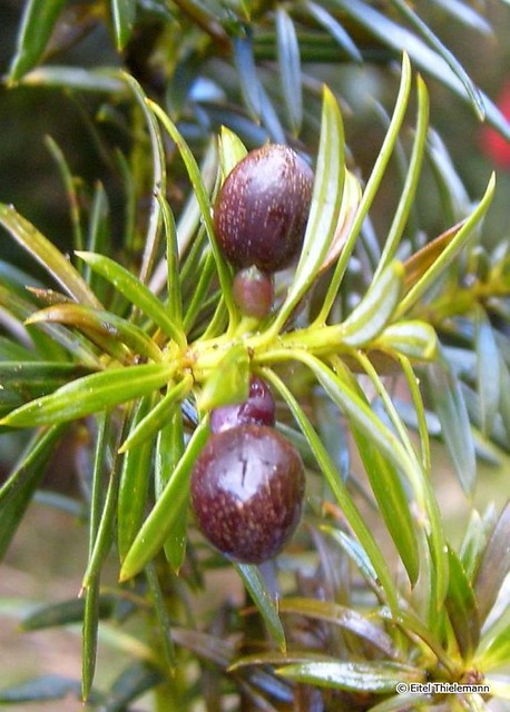 Frutos de Podocarpus nubigenus
