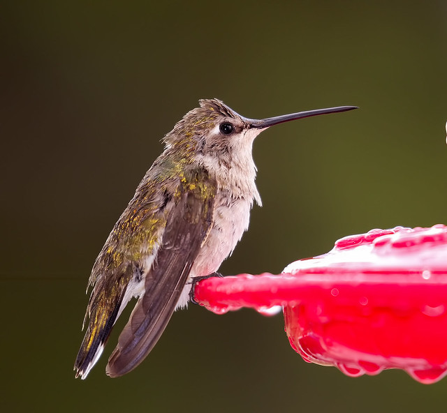 Black-chinned-Hummer-18-7D2-040716
