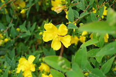 Yellow flowering Bush with rain water, Milton Keynes, 1st July 2012
