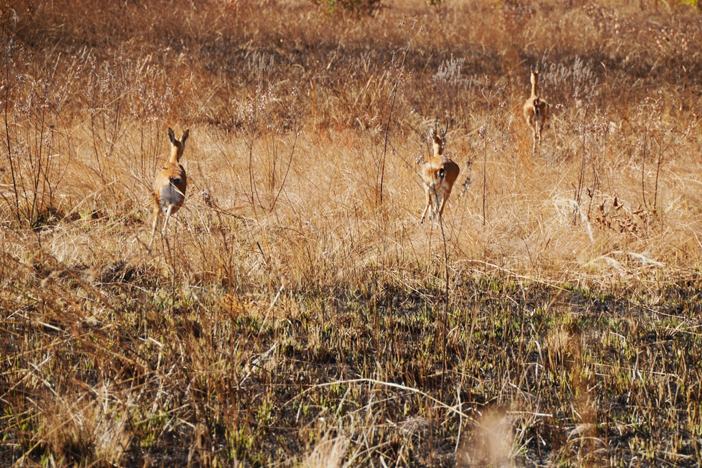 kafue11