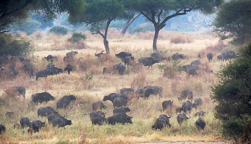 Tanzania Safari, Cape Buffalo