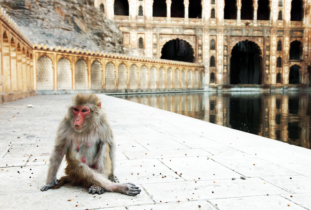 Templo de los Monos en Jaipur
