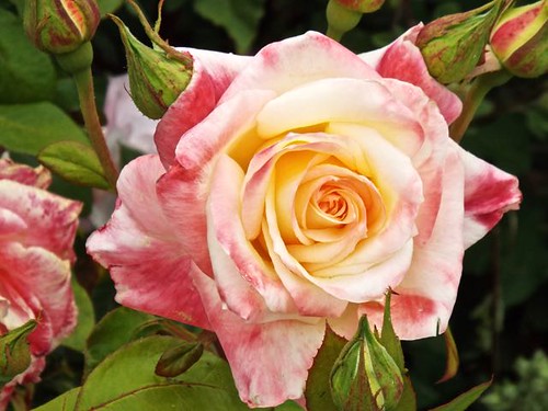 Pink and yellow rose, Edmonds, WA