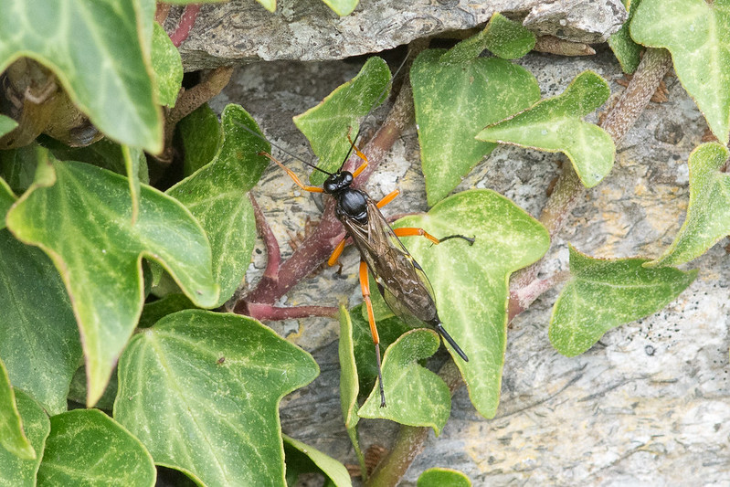 A female solitary wasp hunting for a suitable victim