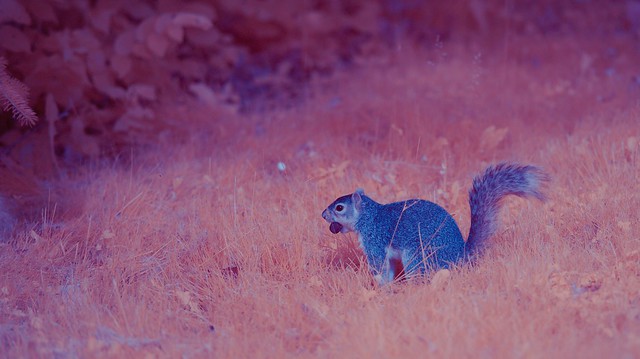 Squirrel_1