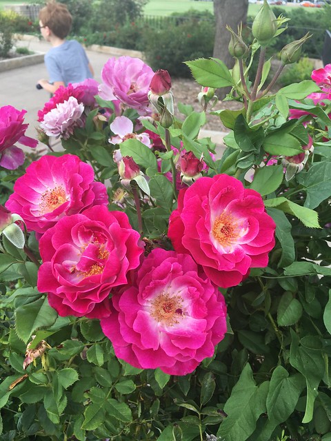 Rose Garden at Memorial Park