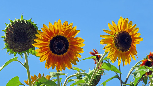 Sunflowers in a garden