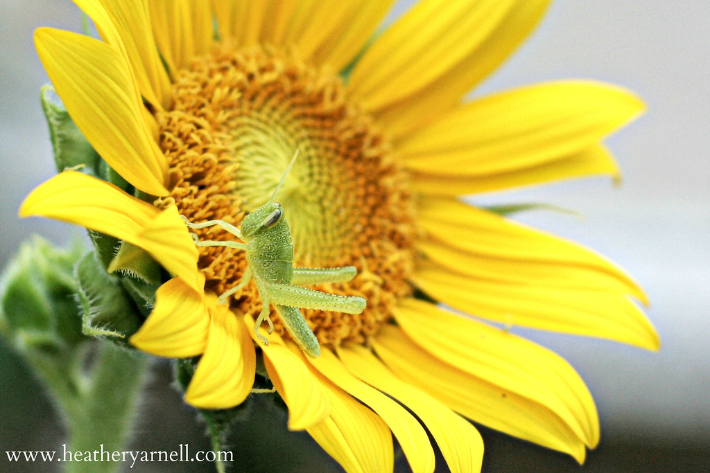 Grasshopper on Sunflower