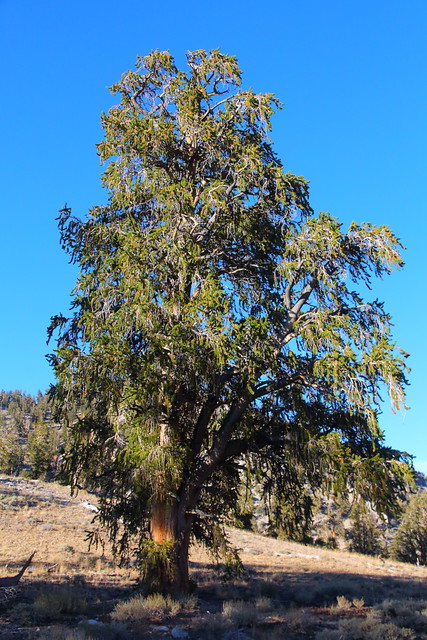 IMG_0427 Straight-Up Great Basin Bristlecone Pine