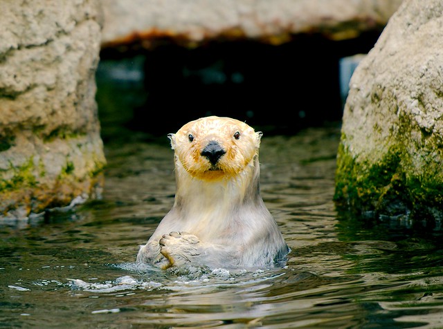 Sea Otter_29