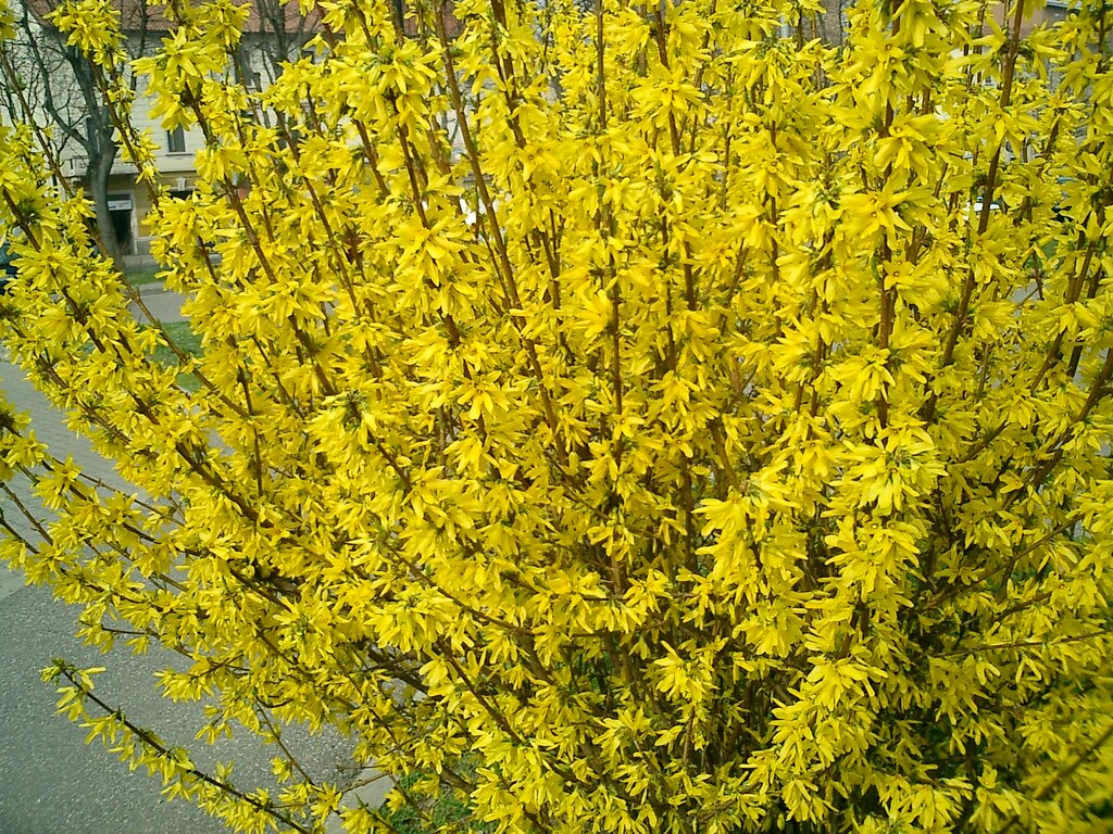 forsythia chinese new year
