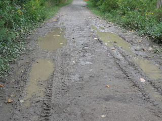Puddled Tire Tracks © Penny O'Connor