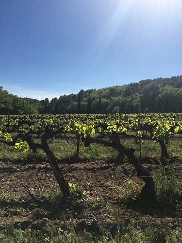 Vines at Château Unang vineyard in Malemort-du-Comtat