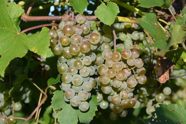Grape Harvest 2016: White Grapes